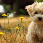 24-02-17-beautiful-dogs-wallpapers25