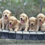 24-02-17-beautiful-dogs-wallpapers32