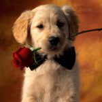 24-02-17-beautiful-dogs-wallpapers7