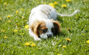 24-02-17-cute-dog-pictures5139
