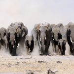 24-02-17-elephant-wallpapers486