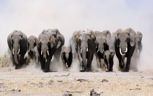 24-02-17-elephant-wallpapers486