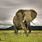 24-02-17-elephant-wallpapers492