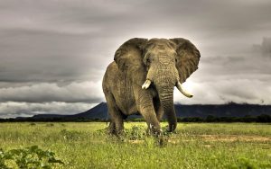 24-02-17-elephant-wallpapers492