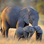 24-02-17-elephant-wallpapers498