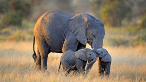 24-02-17-elephant-wallpapers498