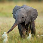 24-02-17-elephant-wallpapers499