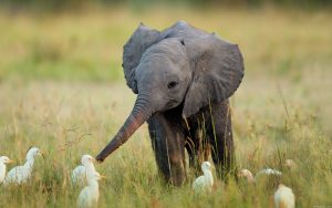 24-02-17-elephant-wallpapers499