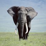 24-02-17-elephant-wallpapers501