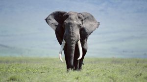 24-02-17-elephant-wallpapers501