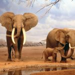 24-02-17-elephant-wallpapers503