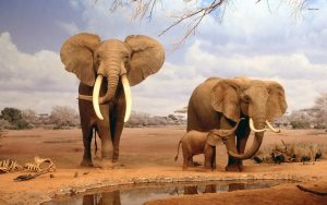 24-02-17-elephant-wallpapers503