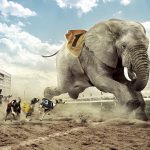 24-02-17-elephant-wallpapers504