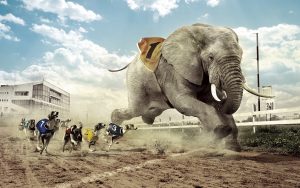 24-02-17-elephant-wallpapers504