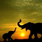 24-02-17-elephant-wallpapers505