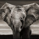 24-02-17-elephant-wallpapers507