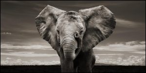 24-02-17-elephant-wallpapers507