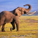 24-02-17-elephant-wallpapers508