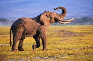 24-02-17-elephant-wallpapers508