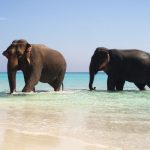 24-02-17-elephant-wallpapers509