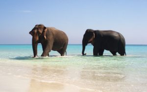 24-02-17-elephant-wallpapers509