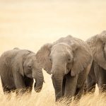 24-02-17-elephant-wallpapers513