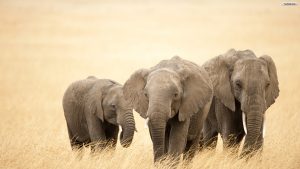 24-02-17-elephant-wallpapers513