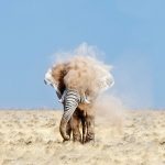 24-02-17-elephant-wallpapers514