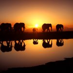 24-02-17-elephant-wallpapers517