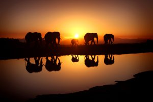 24-02-17-elephant-wallpapers517