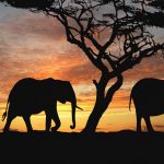 24-02-17-elephant-wallpapers518