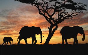 24-02-17-elephant-wallpapers518