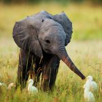 24-02-17-elephant-wallpapers522