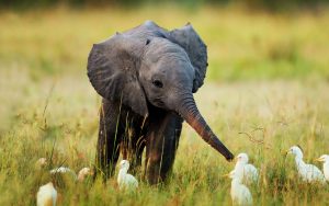 24-02-17-elephant-wallpapers522