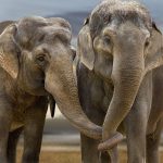 24-02-17-elephant-wallpapers526