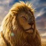 24-02-17-lion-wallpapers-623