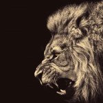 24-02-17-lion-wallpapers-625