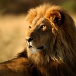 24-02-17-lion-wallpapers-630