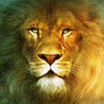 24-02-17-lion-wallpapers-633