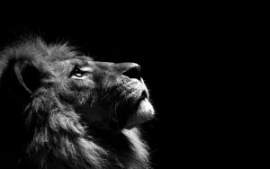 24-02-17-lion-wallpapers-634