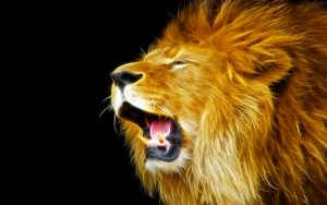 24-02-17-lion-wallpapers-637