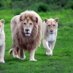 24-02-17-lion-wallpapers-638