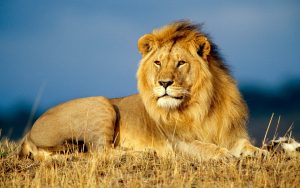 24-02-17-lion-wallpapers-641