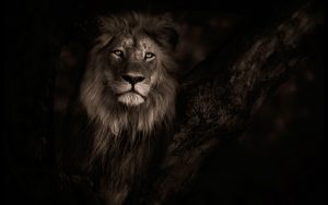 24-02-17-lion-wallpapers-644