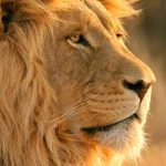 24-02-17-lion-wallpapers-748