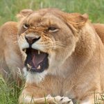 26-02-17-angry-lioness18-031