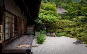 26-02-17-asian-garden-cat14332