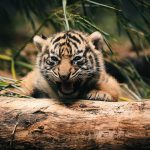 26-02-17-baby-tiger-wallpapers2441