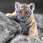 26-02-17-baby-tiger-wallpapers2442