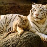 26-02-17-baby-tiger-wallpapers2444